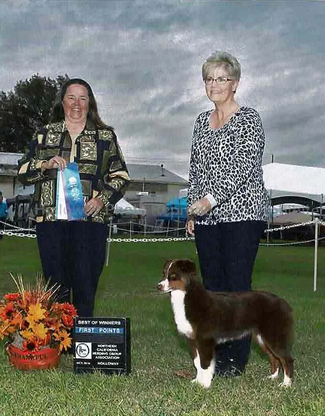 Phaedra, a red tri, with the judge and her handler after earning her first AKC points