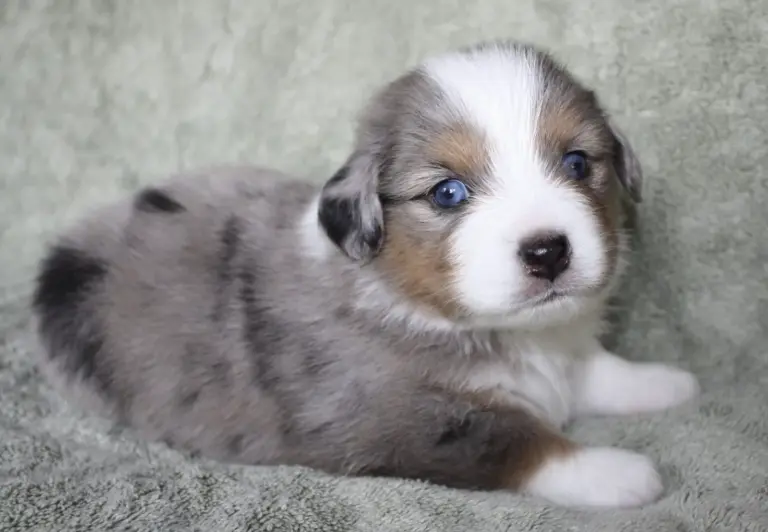 A blue merle puppy on a grey blanket