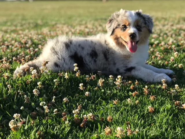A blue merle puppy lying in clover
