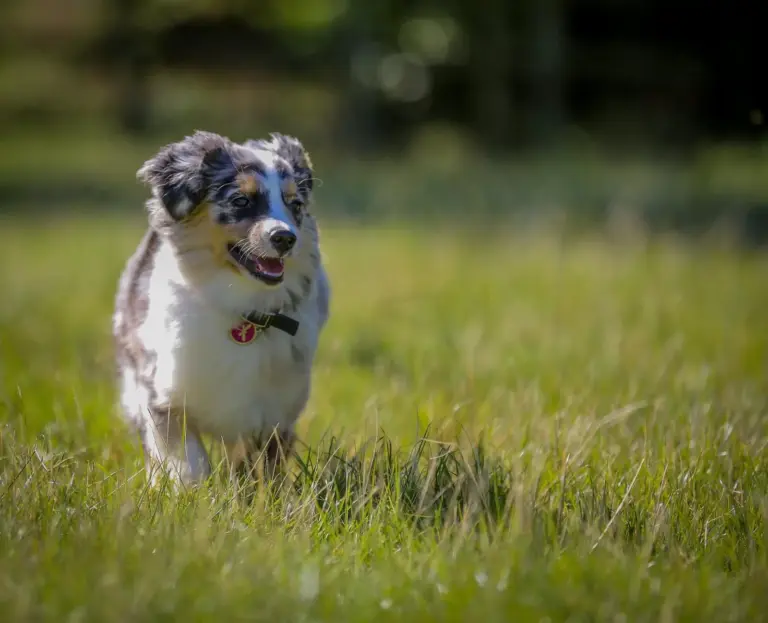 A blue merle puppy running across a lawn toward the camera