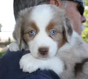 A red merle puppy with blue eyes looking over a man’s shoulder