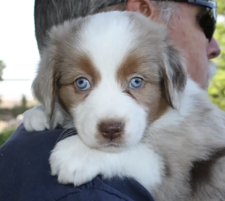 A red merle puppy with blue eyes looking over a man’s shoulder