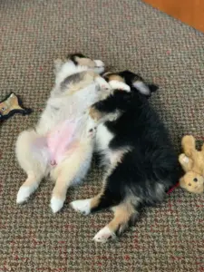 Two Gottabe puppies wrestling on a carpet