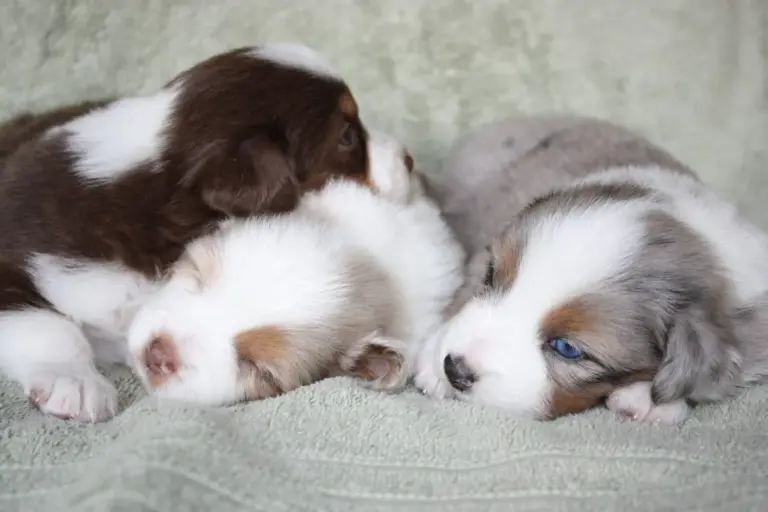 Three puppies asleep in a pile