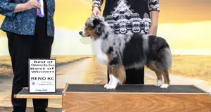 A blue merle Gottabe Mini American on the judging table beside her Best of Winners and Best of Opposite Sex sign, Reno Kennel Club 2023