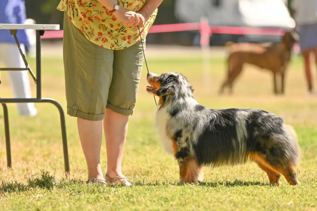 A blue merle Mini American stacked on the grass at an outdoor show, her handler beside her