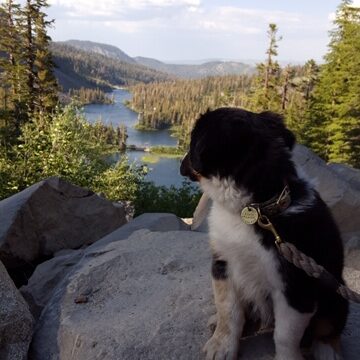 Miniature American Shepards